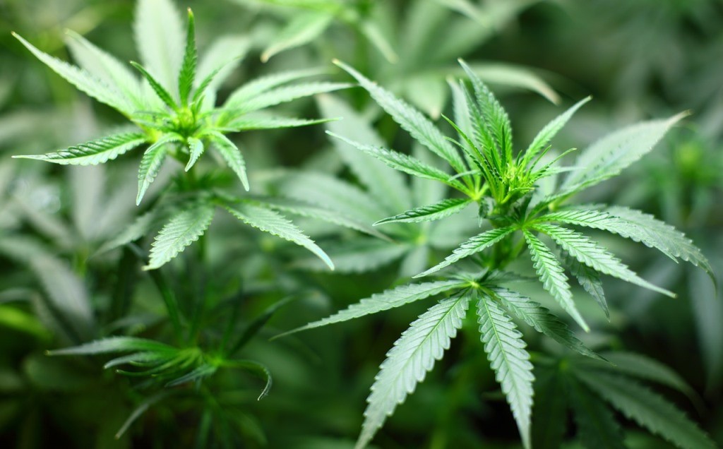 green leafs