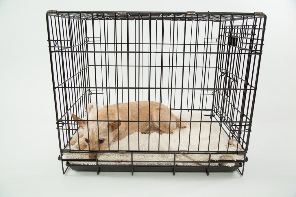 dog cage